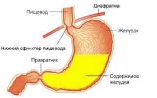 Привратник желудка: анатомо-физиологические особенности, функции, болезни