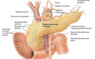 Как работает поджелудочная железа, ее функции