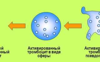 Роль тромбоцитов и их норма в крови у женщин: расшифровка результатов анализа