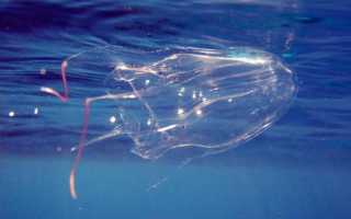Лечение ожога от медузы