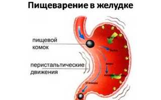 Пищеварение в желудке и кишечнике — процесс переваривания