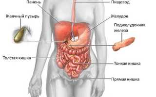 Строение желудка: как устроен орган, и на какие отделы разделен