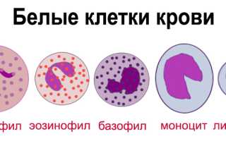 Общий анализ крови: расшифровка лейкоцитарной формулы