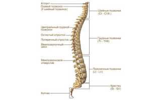 Что показывает рентген позвоночника?