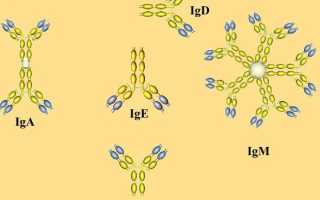 Что показывает анализ на иммуноглобулин Е: норма и отклонения