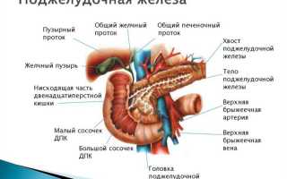 Строение и функции поджелудочной железы человека