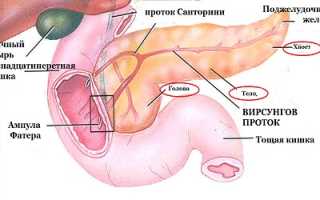Виды и строение протоков поджелудочной железы