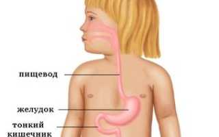 Объем желудка: здоровые размеры органа у детей и взрослых, как уменьшить