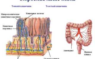 Как работает кишечник человека, его строение и функции