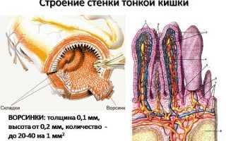 Какая среда в тонком кишечнике, возможные нарушения