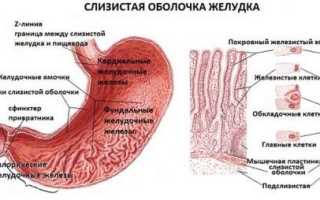 Железы желудка: виды и функции, механизмы регуляции их работы