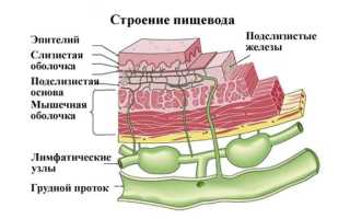 Что такое гистология пищевода, строение его стенок