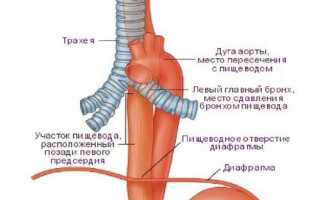 Анатомическое строение пищевода человека